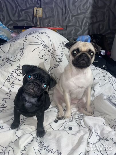 Передержка домашних животных