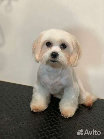 Обучение грумингу