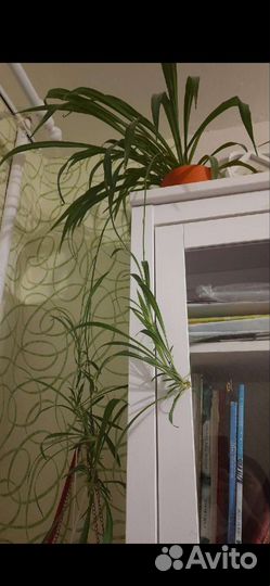 Хлорофитум