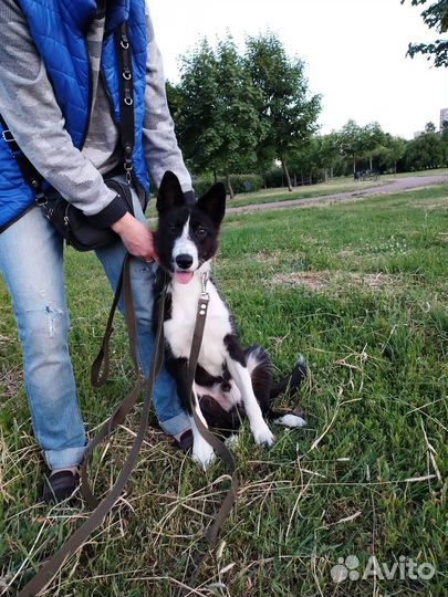 Умный и красивый пёс-подросток