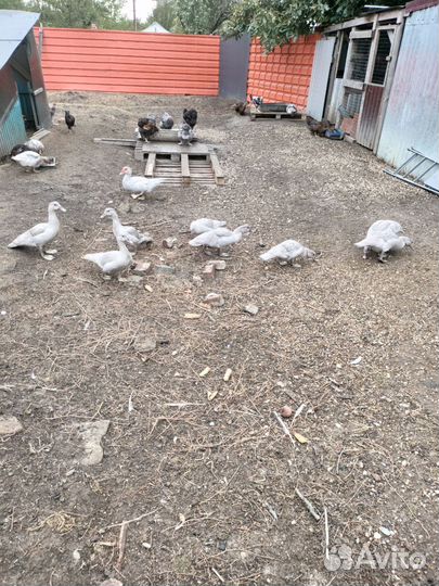 Мускусные утки тяжелые линии Лаванда