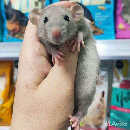 Крысята дамбо