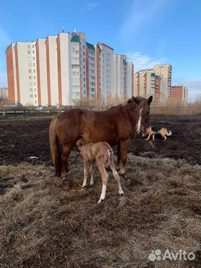 Перегной в мешках, машинами