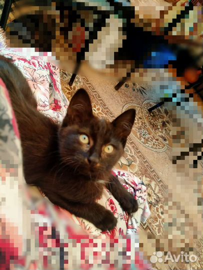 Кошечка Бусинка