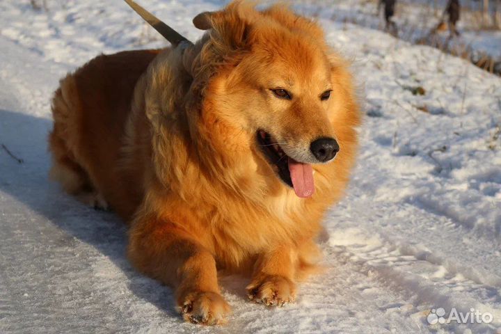 Собака в добрые руки