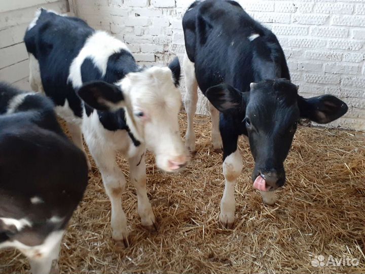 Бычки черно-пестрые для доращивание