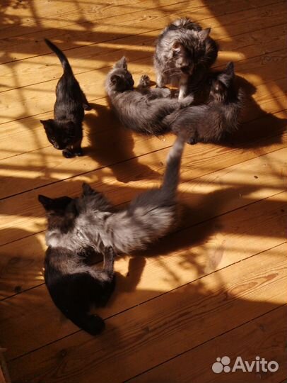 Красивые котята в добрые руки