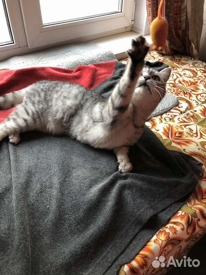 Шотландская милая кошка ищет дом