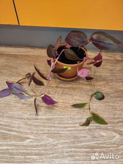 Традесканция Chokolate Hill (шоколадный холм)