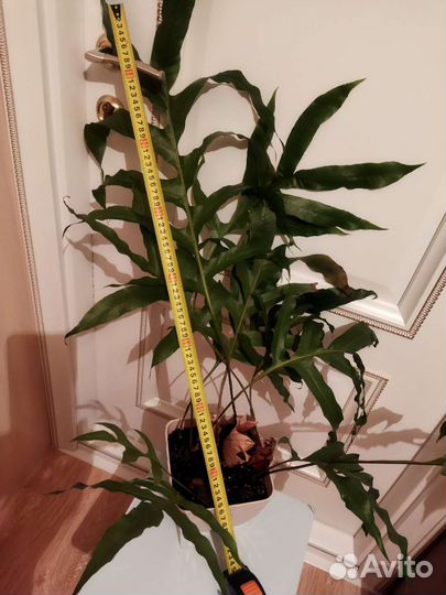 Папоротник Дринария дуболистная