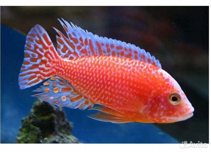 Аквариумные рыбки, Цихлиды, мультик,еллоу,фронтоза