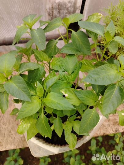 Рассада сладкого болгарского перца