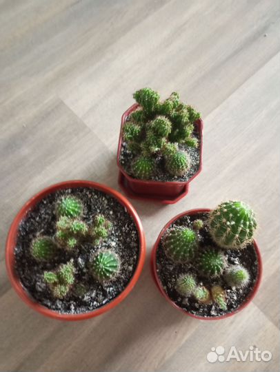 Кактус