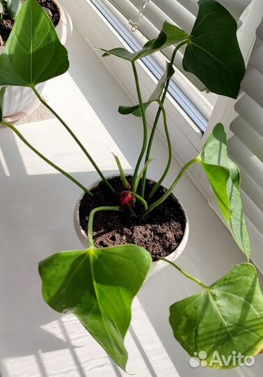 Антуриум (мужское счастье) комнатный цветок