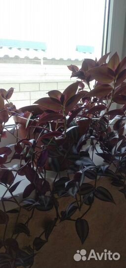 Традесканция трехцветная