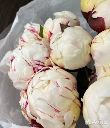 Пионы букет