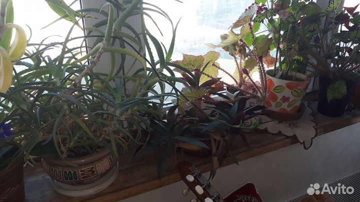 Цветы, Золотой ус