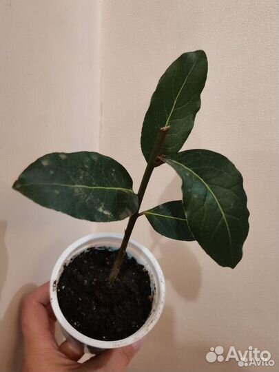 Лавровое дерево