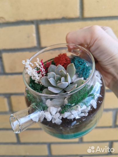 Флорариум, суккуленты, букет цветов