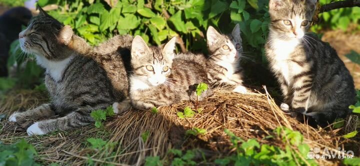 Отдам в добрые руки