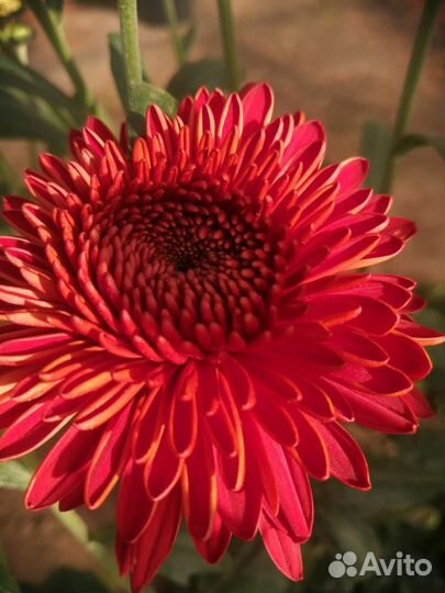 Хризантема