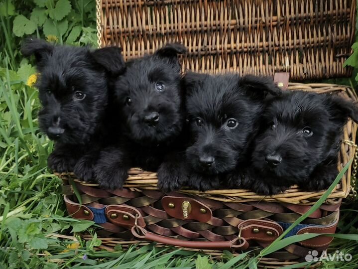 Скотч терьера щенки