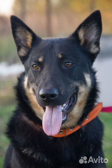 Болек и Лёлик