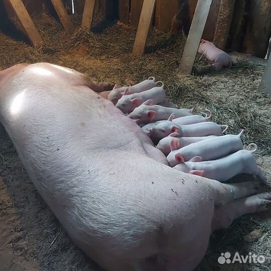 Поросята к бронированию f1