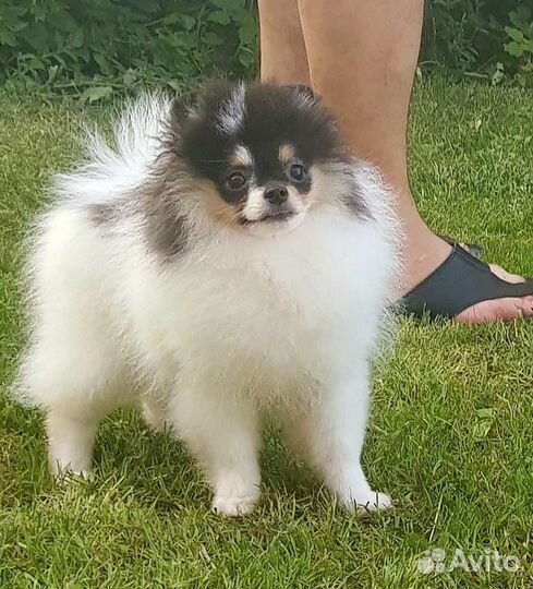 Померанский шпиц триколор