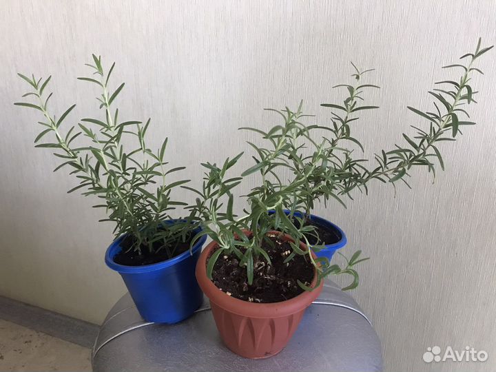 Розмарин в горшке