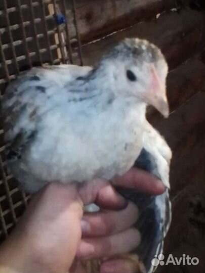 Цыплята кур несушек