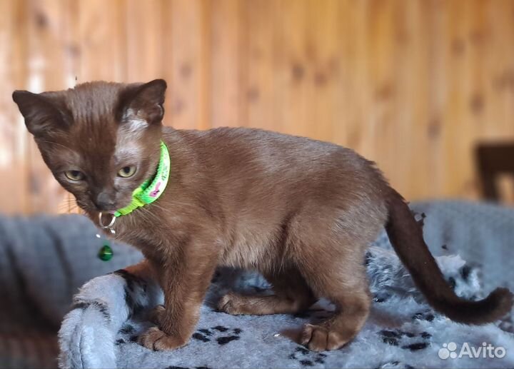 Бурманские котята