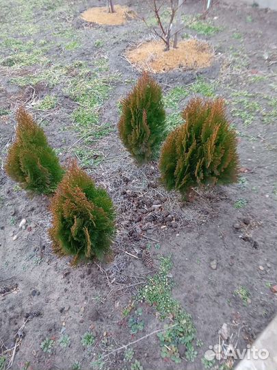 Туя ауреа нана