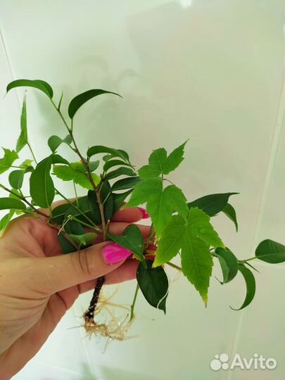 Фикус Бенджамина и Абутилон персиковый