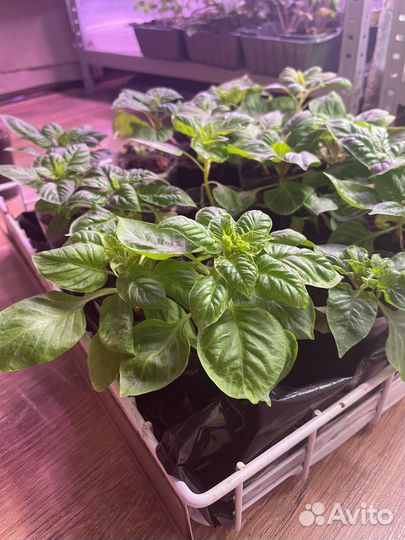 Рассада Целозия гребенчатая