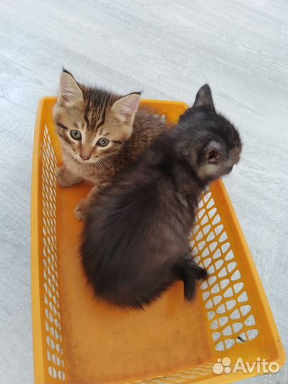 Кошка в дар бесплатно