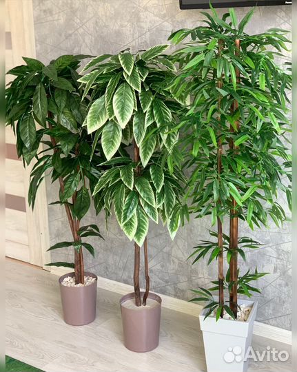 Манго дерево