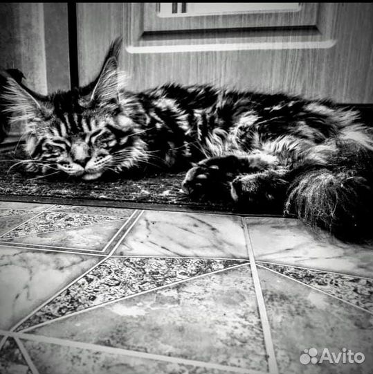 Кот мейн-кун вязка