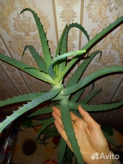 Столетник (алоэ) крупный старше 5 лет