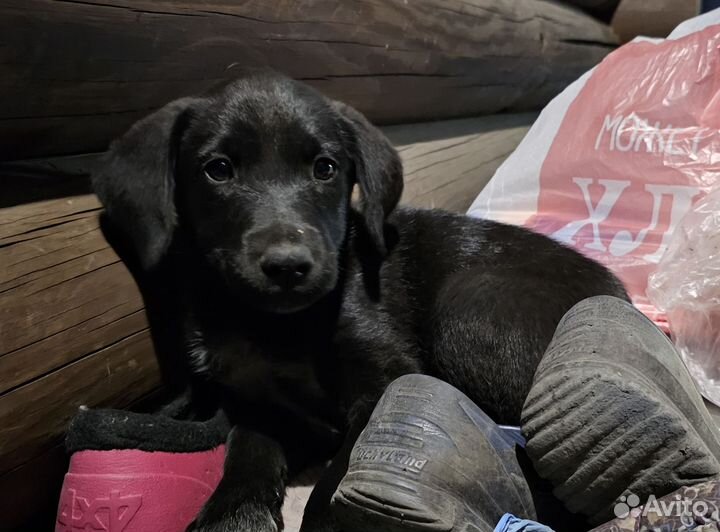 Метис лабрадора