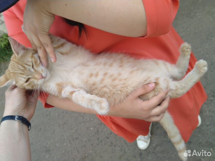 Кошка-подросток