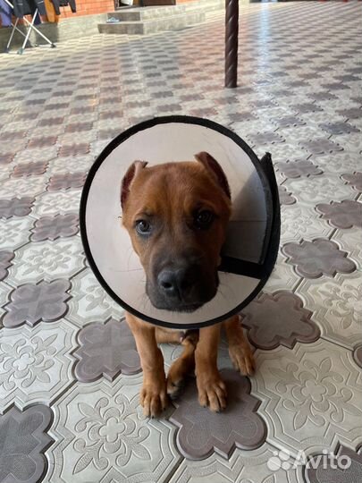 Маленькая собака