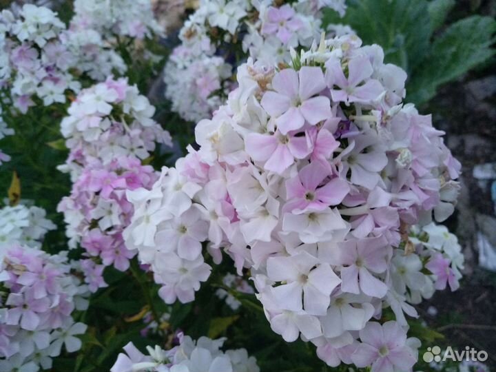 Флоксы метельчатые