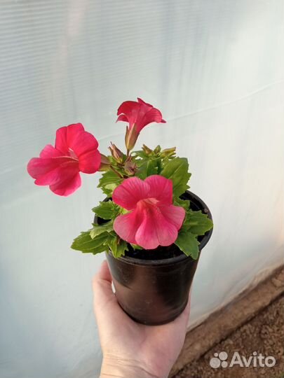 Мимулюс семена