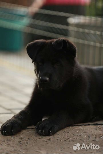 Черный немец