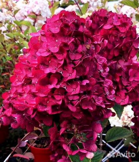 Гортензия Самарская Лидия