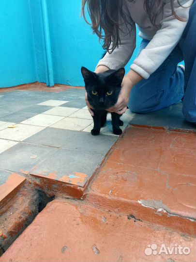 Кот чёрный,ласковый.Кушает всё кроме костей