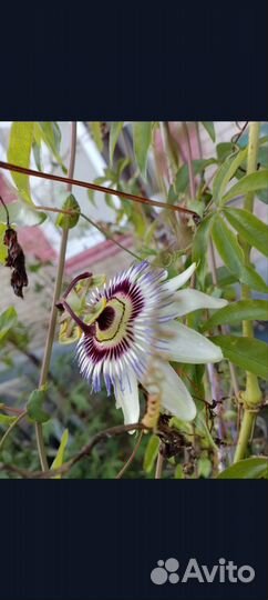 Пассифлора маракуйя лиана