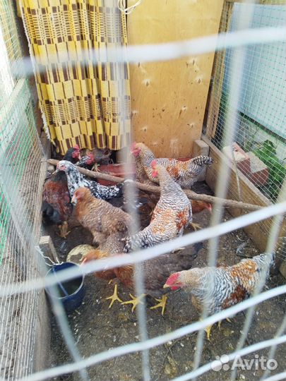 Инкубационное яйцо породных кур