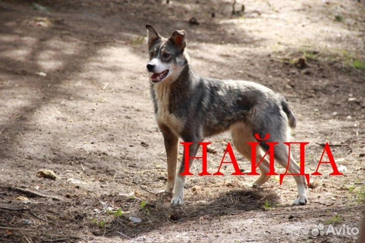 Собаки в добрые руки